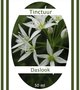 Daslooktinctuur