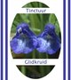 Glidkruidtinctuur
